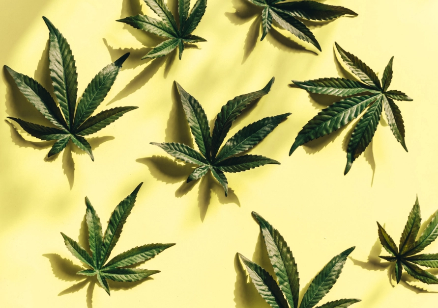Cannabis leaves on yellow background