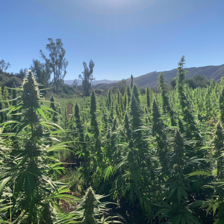 Scenic view of a cannabis farm in California