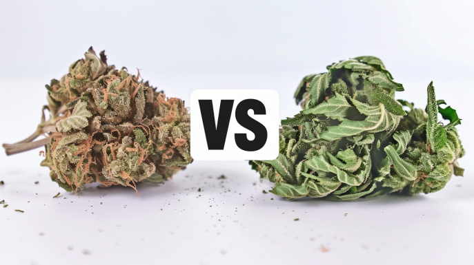 Comparison of dry and properly cured cannabis buds