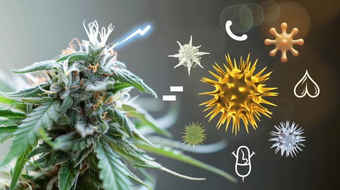 Health risks of moldy cannabis with icons